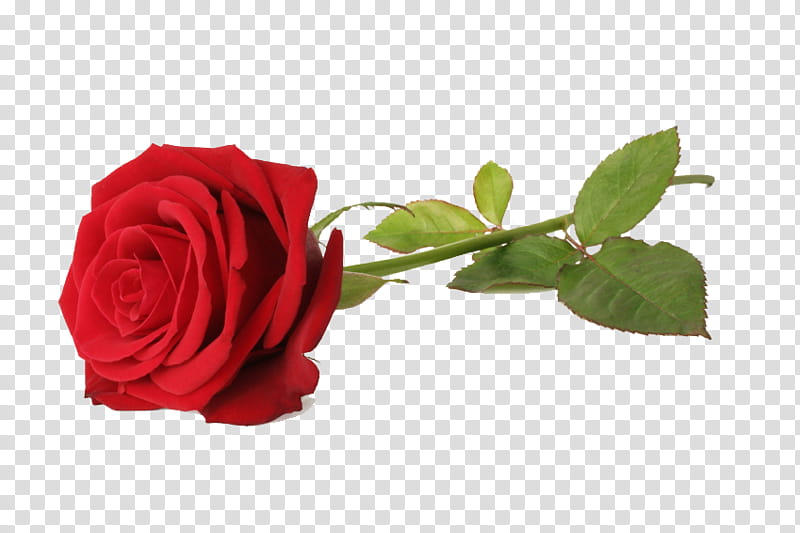 Rosen s, red rose transparent background PNG clipart