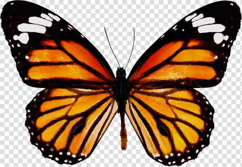 Monarch butterfly, Watercolor, Paint, Wet Ink, Moths And Butterflies, Cynthia Subgenus, Insect, Viceroy Butterfly transparent background PNG clipart