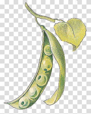 green snow pea illustration transparent background PNG clipart