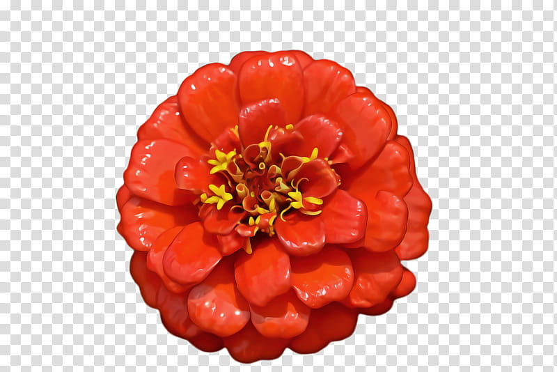 Marigold Flower, Blossom, Bloom, Flora, Orange Blossom, , Orange Flower Water, transparent background PNG clipart