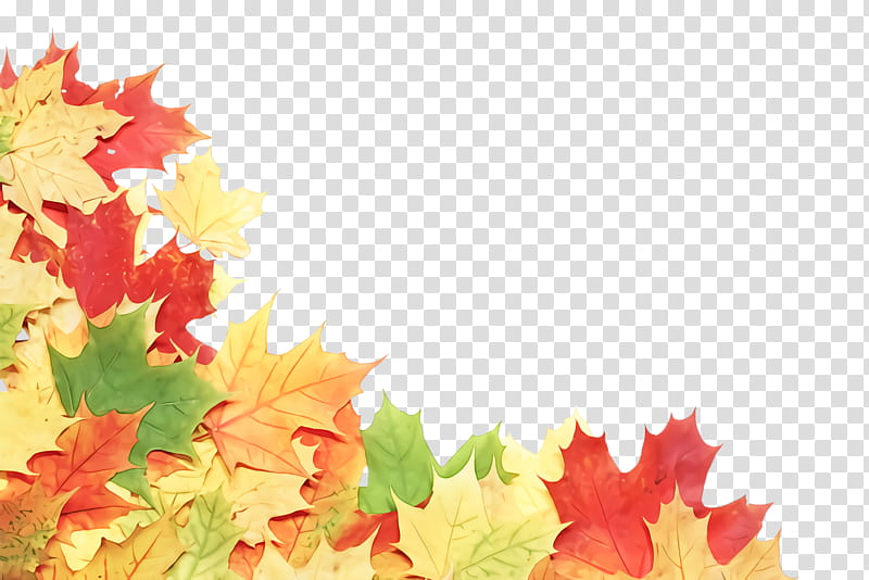 Maple leaf, Black Maple, Tree, Plant, Woody Plant, Autumn, Plane, Deciduous transparent background PNG clipart