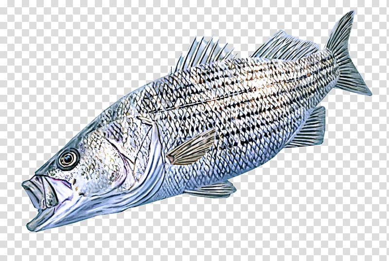 fish fish fish products striper bass bass, Oily Fish, Bonyfish, Rayfinned Fish transparent background PNG clipart
