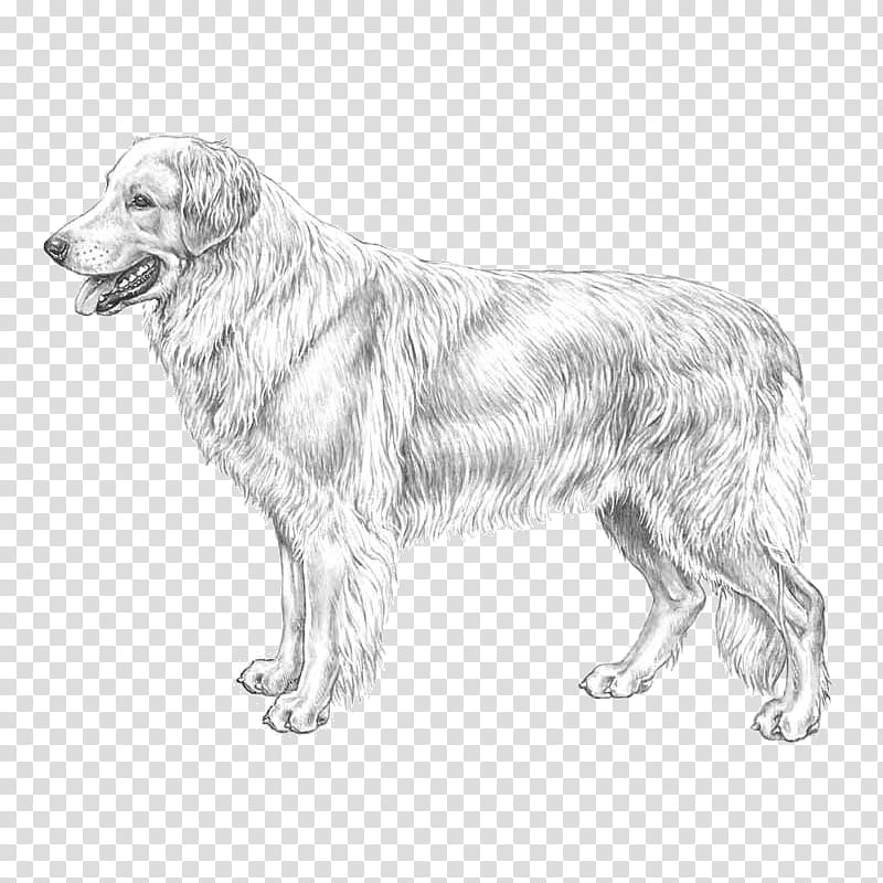 Golden Retriever, Hovawart, Standard Schnauzer, German Pinscher, Giant Schnauzer, Companion Dog, Race, Swiss Mountain Dog transparent background PNG clipart