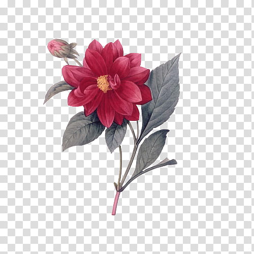 Vintage Flora Items, red dahlia flower illustration transparent background PNG clipart