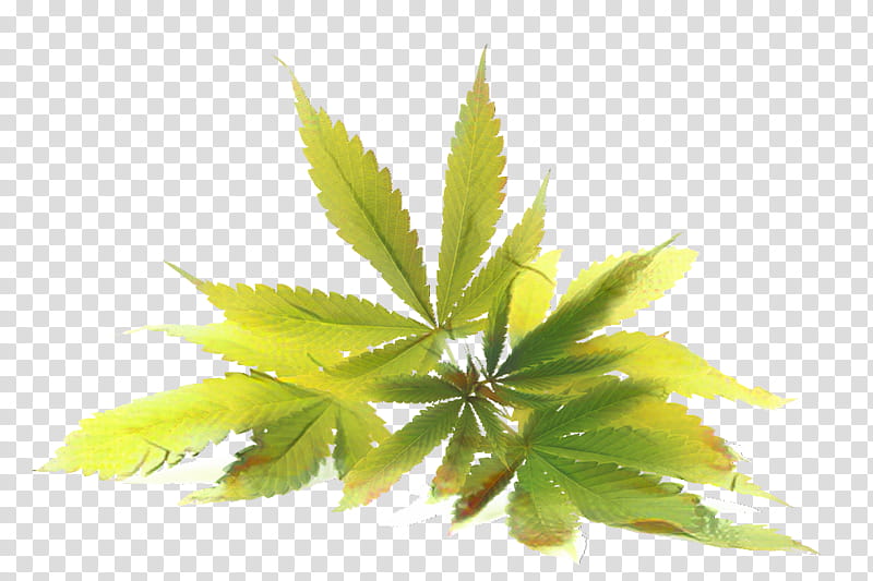 Cannabis Leaf, Cannabidiol, Medical Cannabis, Hemp Oil, Cannabinoid, Marijuana, Cannabis Sativa, Entourage Effect transparent background PNG clipart