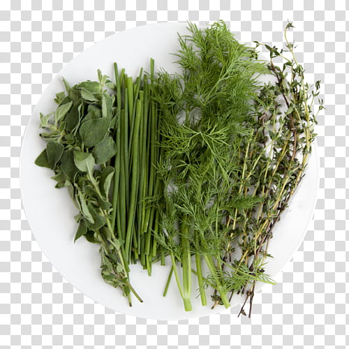 Grass, Coriander, Celery, Fennel, Herb, Hydroponics, Herbal Medicine, Grasses transparent background PNG clipart