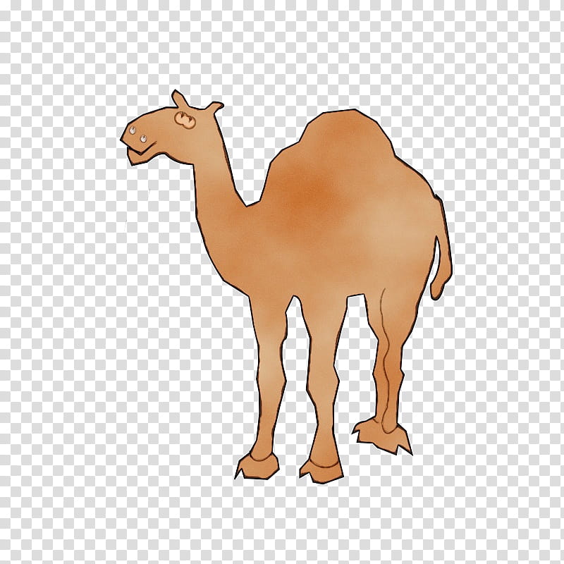 Animal, Dromedary, Bactrian Camel, Cartoon, Desert, Animation, Camelid, Arabian Camel transparent background PNG clipart