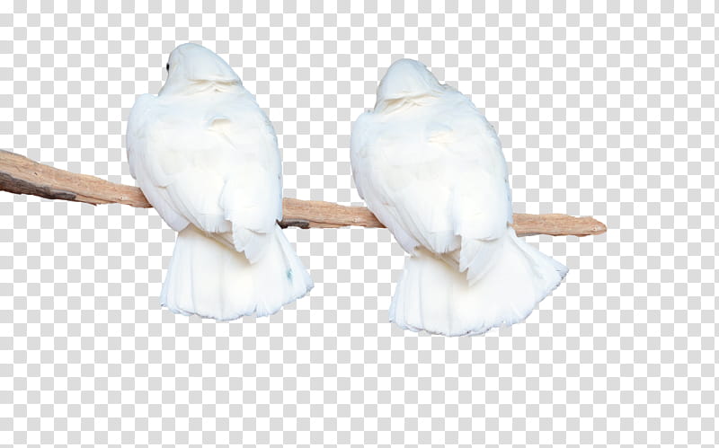 White Parrots on Branch , white pigeons on tree transparent background PNG clipart