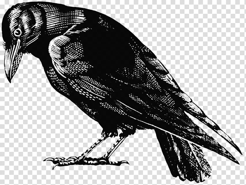Turkey, Crow, Common Raven, American Crow, House Crow, Drawing, Crows, Bird transparent background PNG clipart