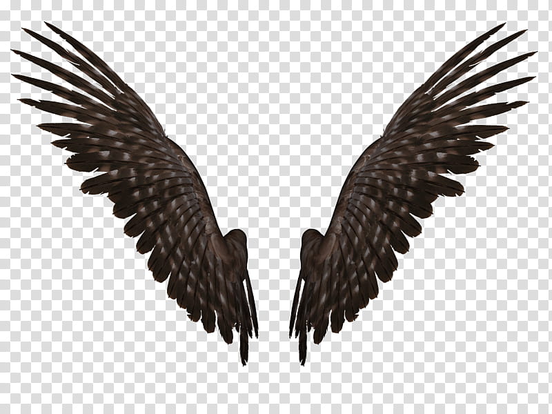 Feathered Wings A , black bird wings transparent background PNG clipart