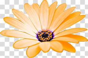 Aniversario Mis Pedidos shop, yellow Osteospermum flower in bloom transparent background PNG clipart