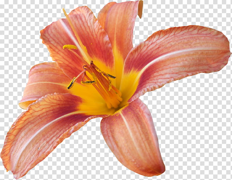 Lilly , red and yellow hibiscus flower transparent background PNG clipart