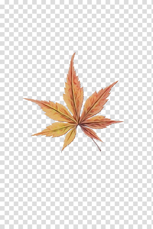 Maple leaf, Watercolor, Paint, Wet Ink, Tree, Plant, Sweet Gum, Flowering Plant transparent background PNG clipart