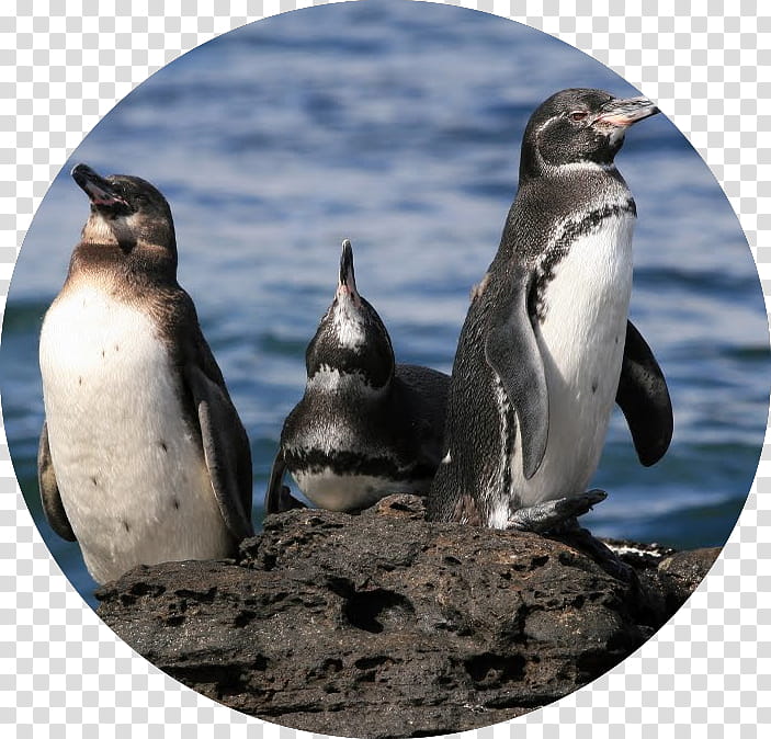 September, Penguin, Galapagos Penguin, Calendar, Travel, Wildlife, Month, Year transparent background PNG clipart