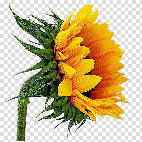 yellow sunflower transparent background PNG clipart