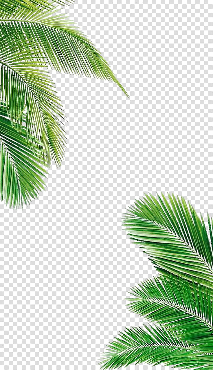 Leaves ColdLove, green palm tree transparent background PNG clipart