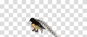 Spore creature, King of Saxony Bird-of-paradise m transparent background PNG clipart thumbnail