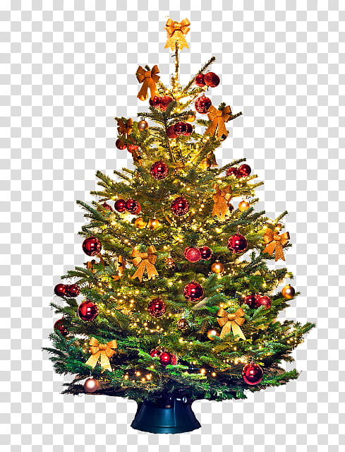 Christmas Lights, Christmas Tree, Christmas Day, Nordmann Fir, Fraser Fir, Treetopper, Christmas Ornament, Artificial Christmas Tree transparent background PNG clipart