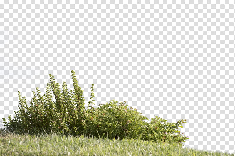 Greenery edging cut out, green grass transparent background PNG clipart