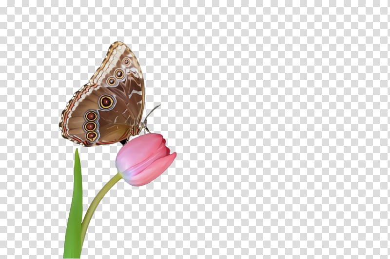 butterfly insect moths and butterflies pollinator brush-footed butterfly, Brushfooted Butterfly, Plant, Lycaenid, Coenonympha, Flower transparent background PNG clipart