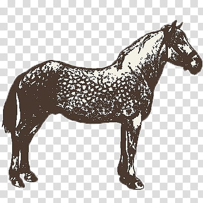 Animals, white and black horse illustration transparent background PNG clipart