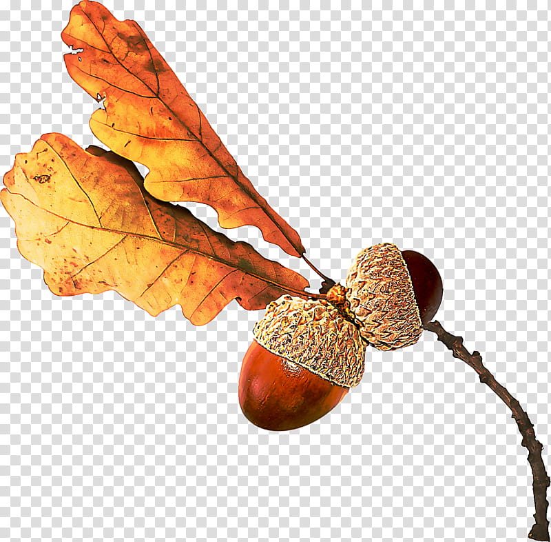 leaf tree acorn plant nut, Woody Plant, Twig, Pine Family transparent background PNG clipart