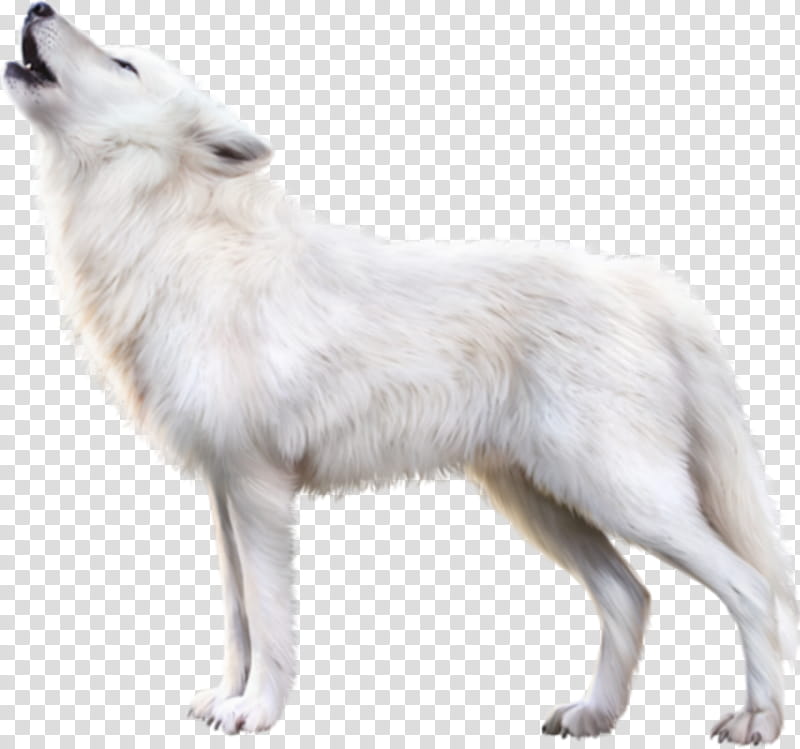 Wolf, Arctic Fox, Dog, Arctic Wolf, Alaskan Tundra Wolf, Wolfdog, Indian Spitz, Berger Blanc Suisse transparent background PNG clipart