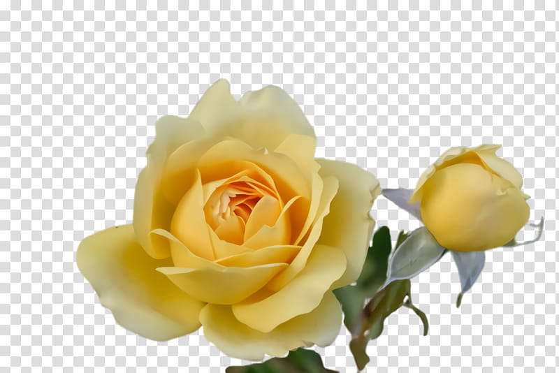 Garden roses, Flower, Flowering Plant, Julia Child Rose, Yellow, White, Floribunda, Petal transparent background PNG clipart