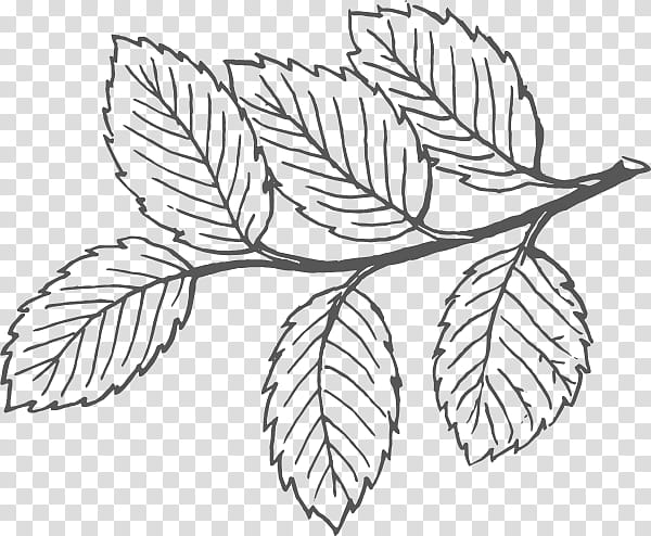 Autumn Leaf Drawing, Boxelder Maple, Tree, Rowan, Autumn Leaf Color, Maple Leaf, Line Art, Plant transparent background PNG clipart