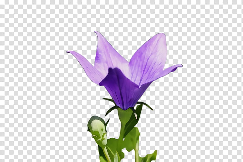 flower flowering plant plant petal purple, Watercolor, Paint, Wet Ink, Violet, Bellflower Family, Crocus, Balloon Flower transparent background PNG clipart
