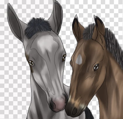 Bribery and Dusty foals transparent background PNG clipart