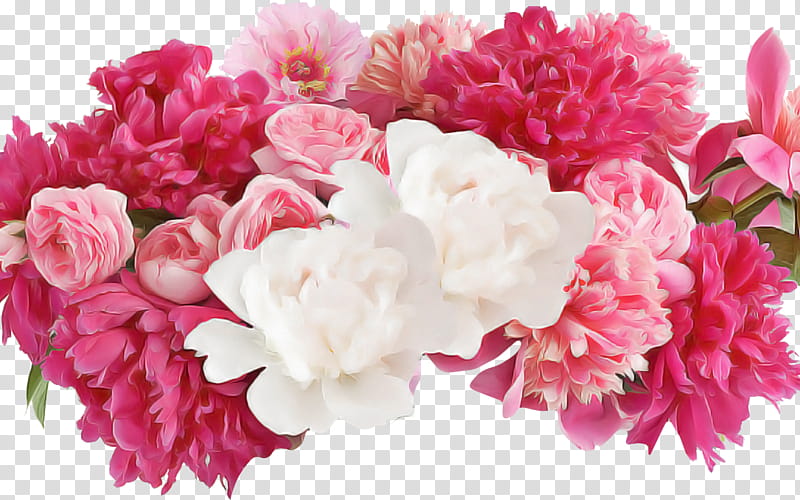 flower pink cut flowers petal plant, Common Peony, Carnation, Chinese Peony transparent background PNG clipart
