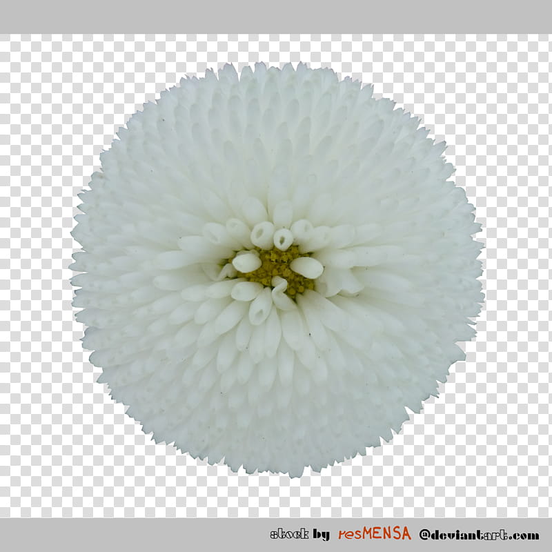 Bellis white transparent background PNG clipart