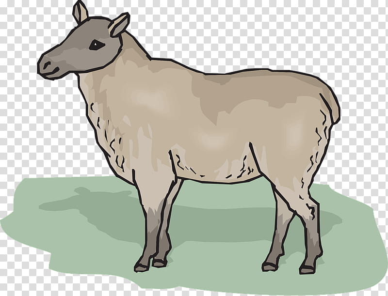 Eid Al Adha Islamic, Eid Mubarak, Muslim, Cheviot Sheep, Cattle, Cotswold Sheep, Goat, North Country Cheviot transparent background PNG clipart