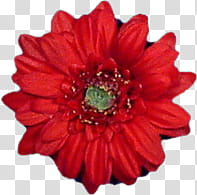 red-petaled flower transparent background PNG clipart