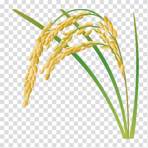 Grass Flower, Rice, Cereal, Plant, Grass Family, Millet, Elymus Repens, Sweet Grass transparent background PNG clipart