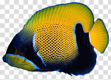Fishes, yellow and black tang fish transparent background PNG clipart