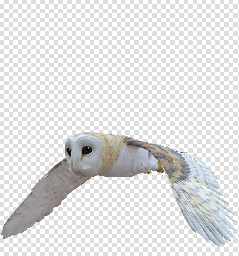 E S Owl, beige and white owl transparent background PNG clipart