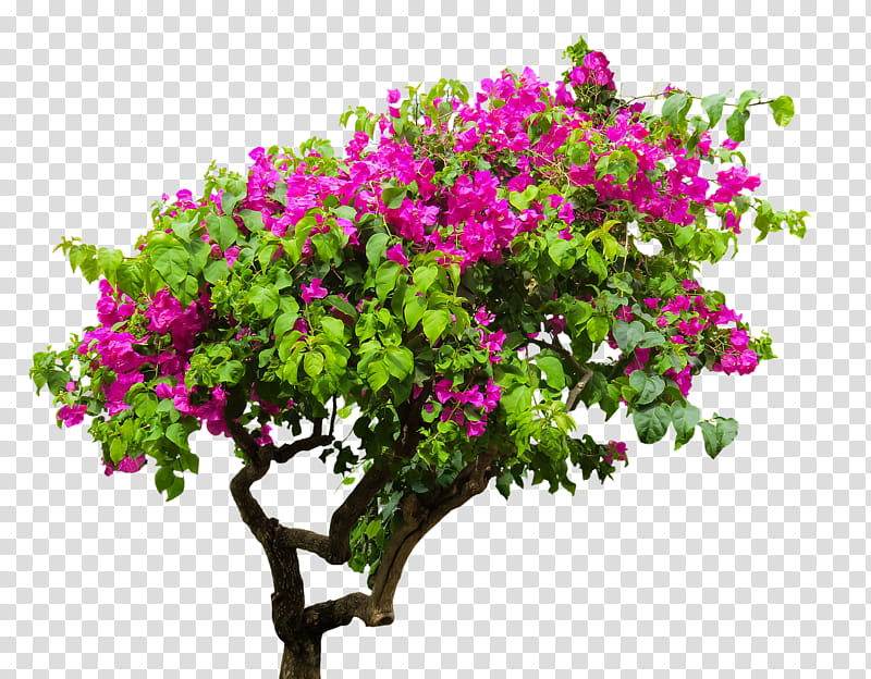 Flowering Shrub Png