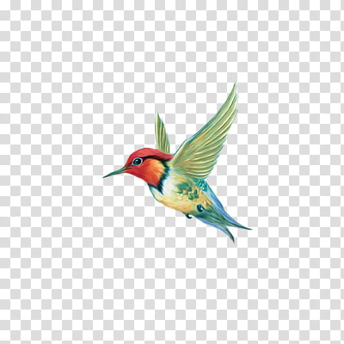 Background Poster, Bird, Hummingbird, Beak, cdr, Feather, Coraciiformes, Wing transparent background PNG clipart