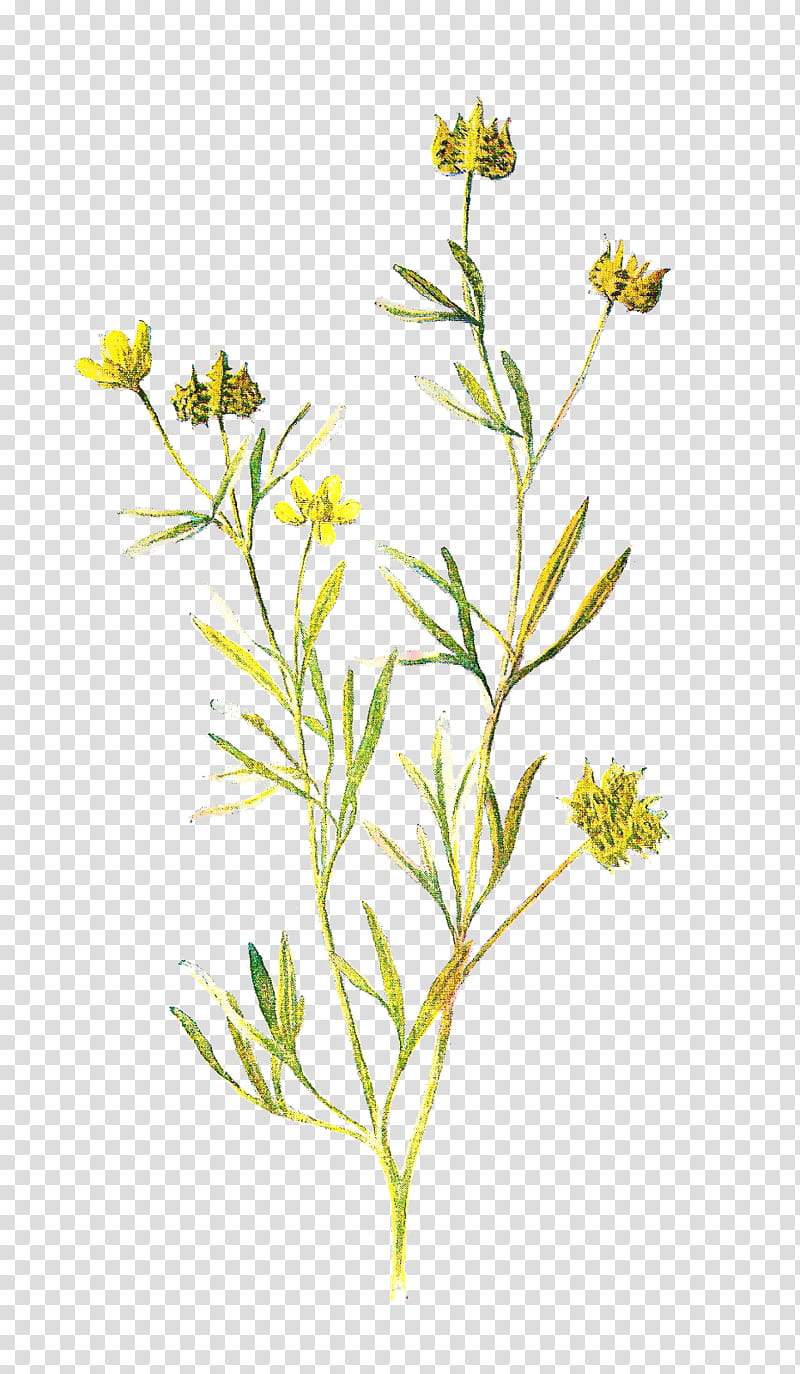 Flowers, Wildflower, Drawing, Familiar Wild Flowers, Frederick Edward Hulme, Plant, Pedicel, Chamomile transparent background PNG clipart