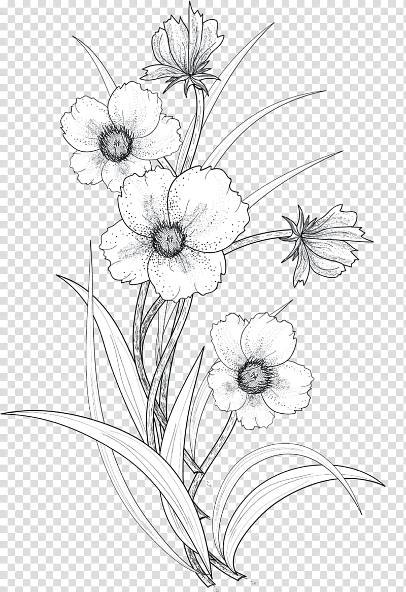 Black and White S, white poppies in bloom illustration transparent background PNG clipart