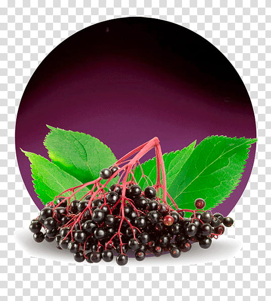 Holly Leaf, Berries, Zante Currant, Pink Peppercorn, Fruit, Concentrate, Elderberry, Chokeberry transparent background PNG clipart