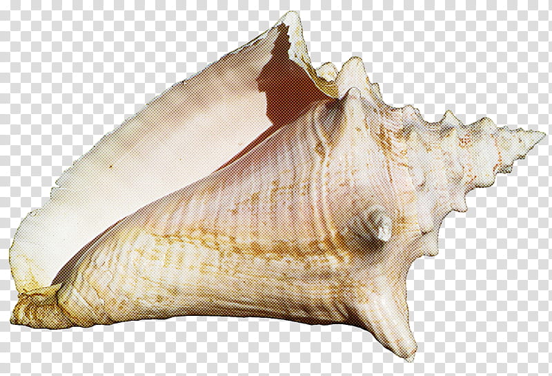 conch conch shankha shell cockle, Musical Instrument, Bivalve, Wind Instrument, Clam, Sea Snail transparent background PNG clipart