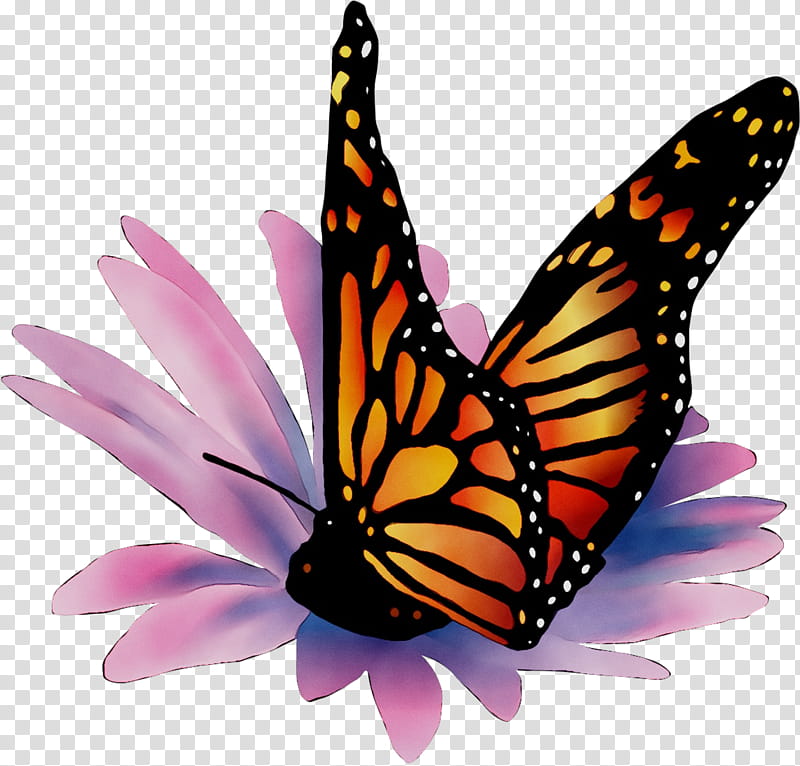 Tiger, Monarch Butterfly, Brushfooted Butterflies, Pieridae, Tiger Milkweed Butterflies, Moths And Butterflies, Cynthia Subgenus, Insect transparent background PNG clipart