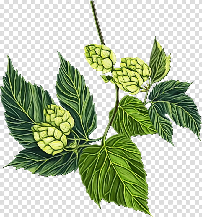 leaf humulus lupulus plant flower branch, Watercolor, Paint, Wet Ink, Hops, Swamp Birch, Herb transparent background PNG clipart