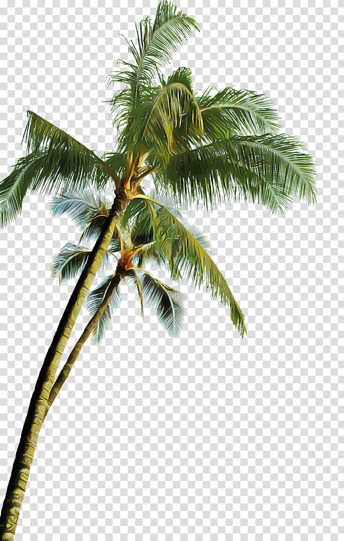Palm tree, Plant, Arecales, Coconut, Woody Plant, Elaeis, Leaf, Borassus Flabellifer transparent background PNG clipart