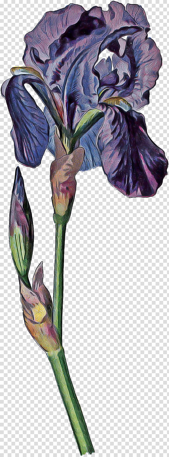 Flowers, Irises, Plants, Blume, Painting, Plant Stem, Cut Flowers, Ebay transparent background PNG clipart