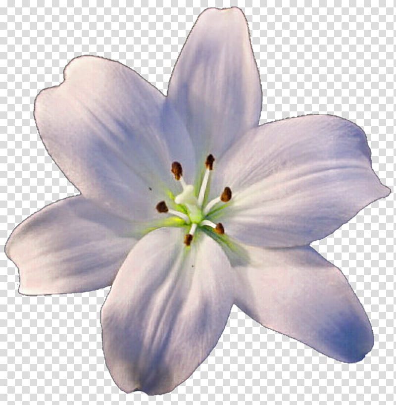 Blanca Lily transparent background PNG clipart