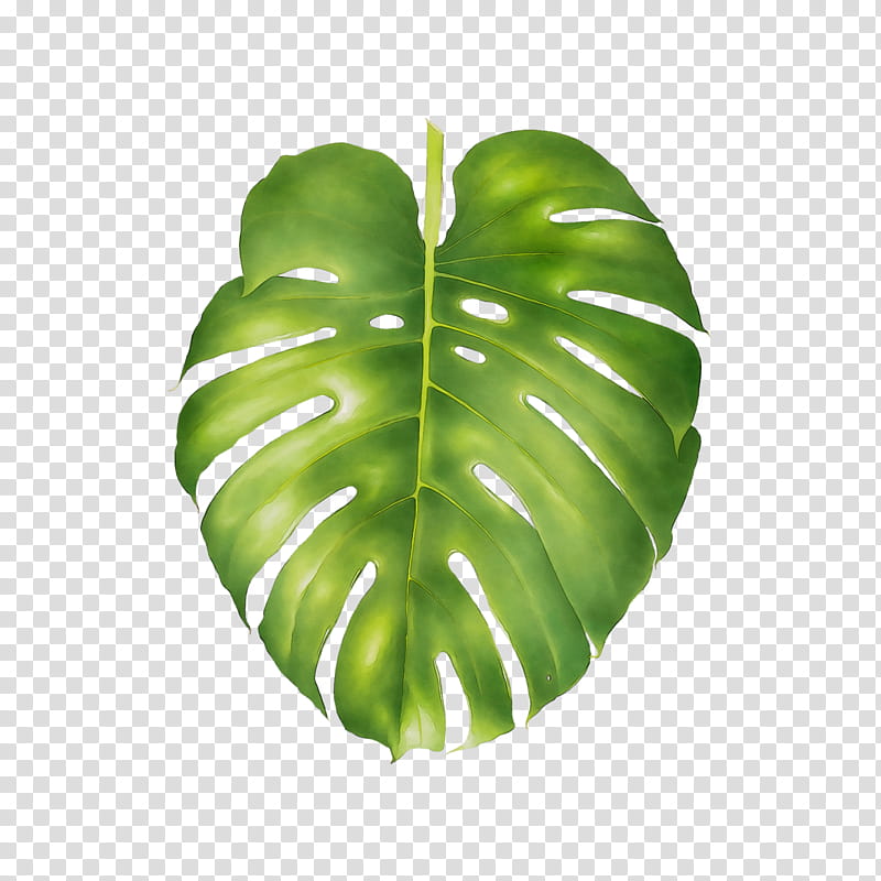Green Leaf, Tattly, Swiss Cheese Plant, Tattoo, Philodendron, Body Art, Tattoo Artist, Henna transparent background PNG clipart